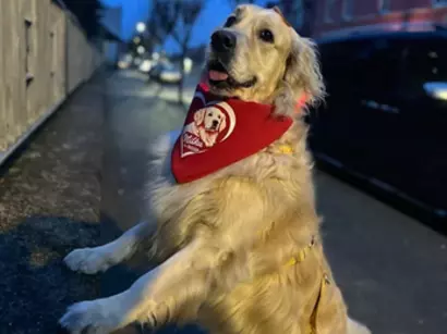 Milka kwestowała dla dzieci, my pomagamy psiakom