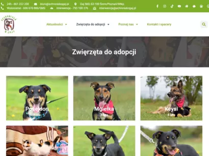 W Światowym Dniu Zwierząt zachęcamy do odwiedzin schroniska w Gaju
